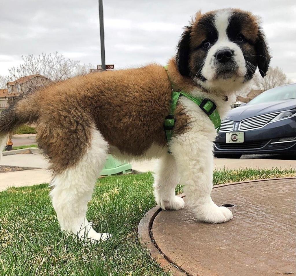 Saint Bernard Puppies for sale | Available Saint Bernard Puppies