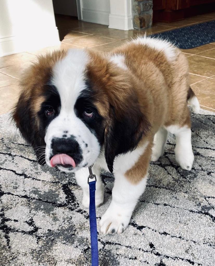 St Bernard Puppies For Sale Florida Saint Bernard Puppies for sale | Available Saint Bernard Puppies