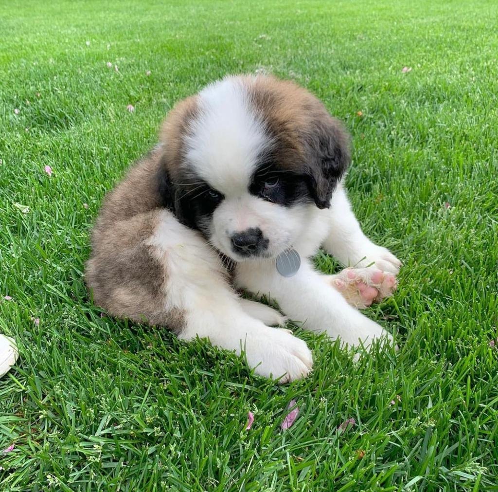 St Bernard Puppies For Sale Florida Saint Bernard Puppies for sale | Available Saint Bernard Puppies