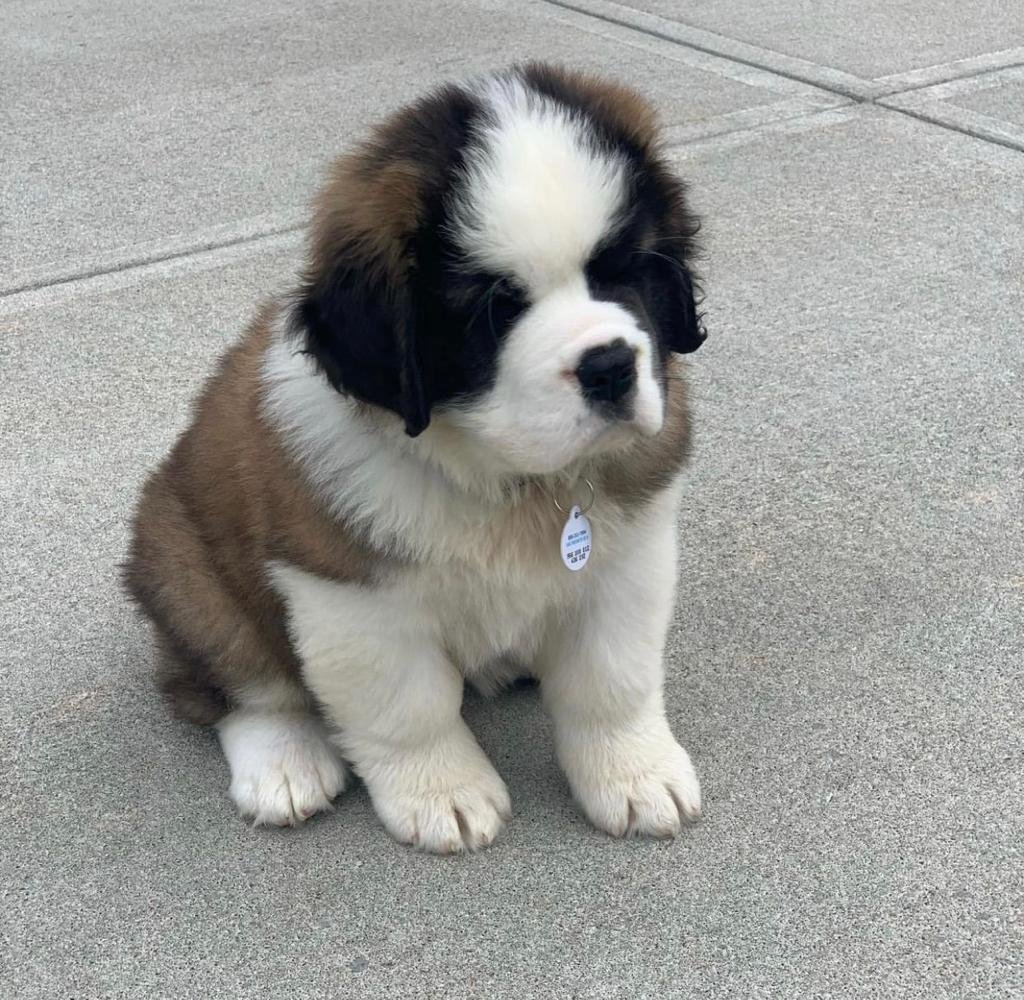 Saint Bernard Puppies for sale | Available Saint Bernard Puppies